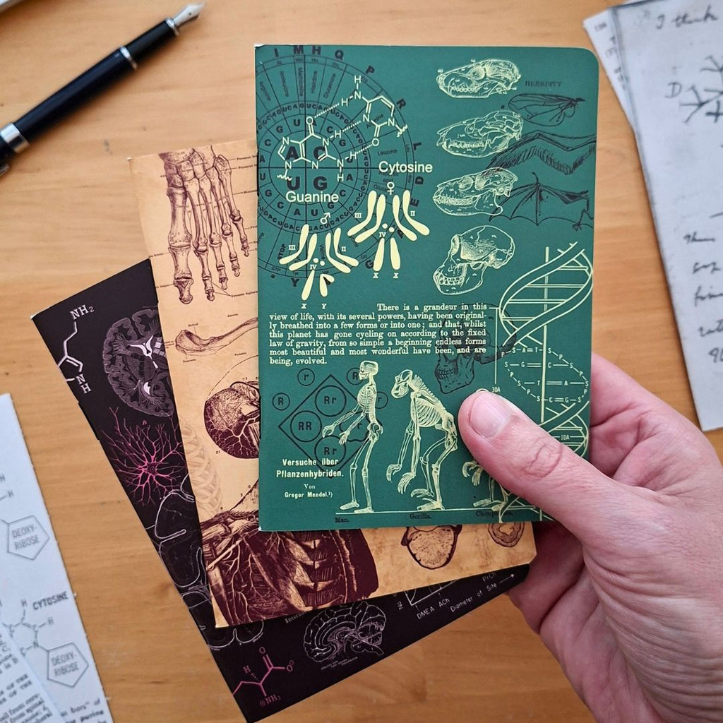 The Living Code: Anatomy, Neuroscience, Evolution & Genetics