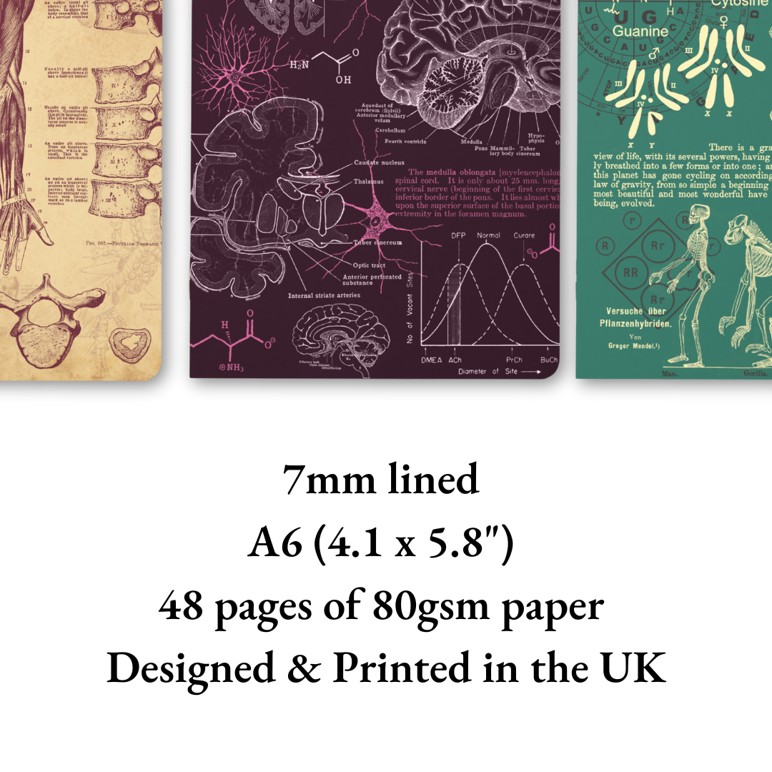 The Living Code: Anatomy, Neuroscience, Evolution & Genetics